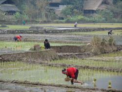 Ha giang town, new crop, ha giang village, minority people