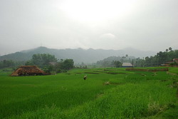 country side, vietnam, rice field, green field, cycling tours, biking tours, tours on bike, adventure tours, tour of vietnam, trips in vietnam, vietnam travel